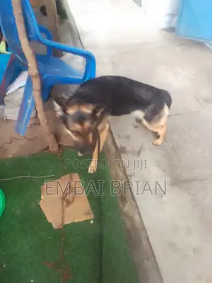 1+ year Female Purebred German Shepherd