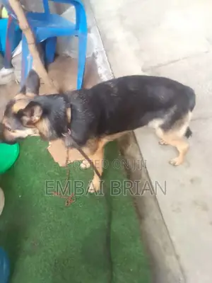 1+ year Female Purebred German Shepherd