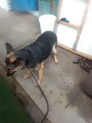 1+ year Female Purebred German Shepherd