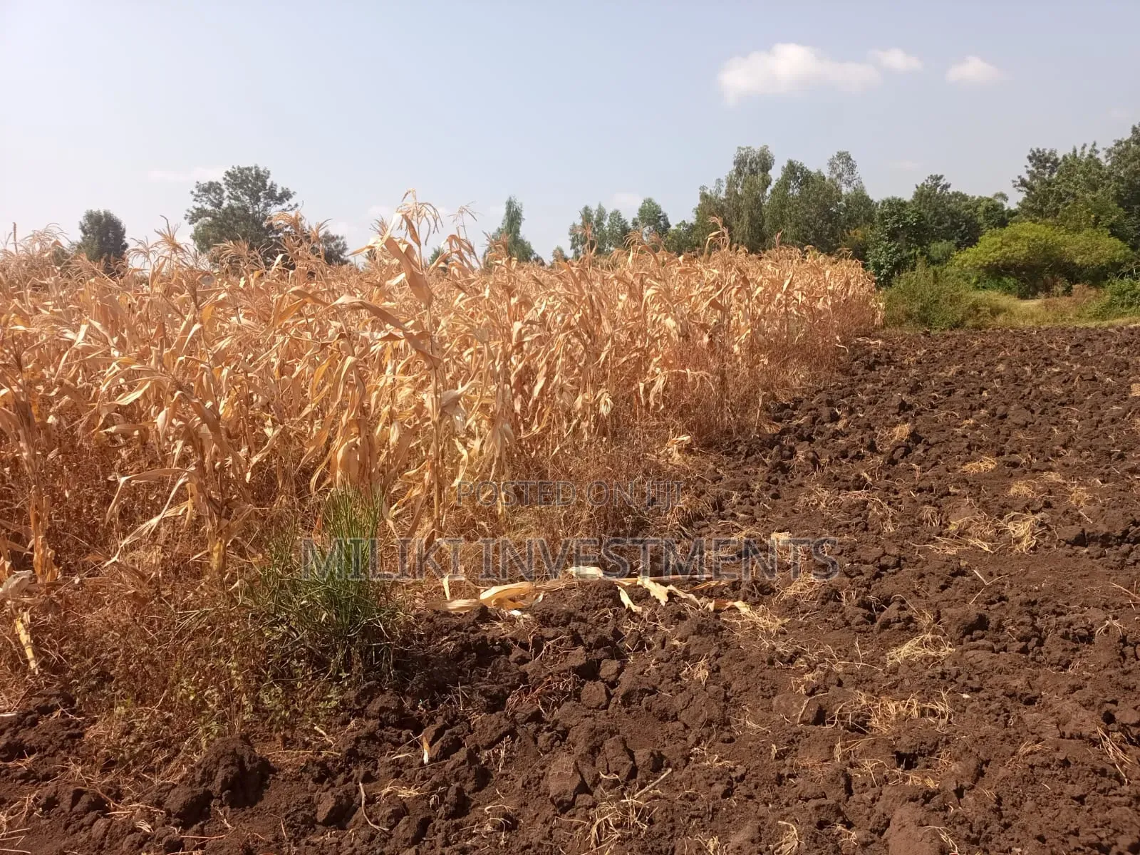 Half an Acre on Sale at Kirinyaga -Kandongu