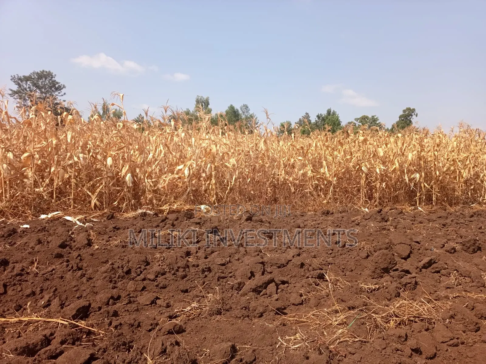 Half an Acre on Sale at Kirinyaga -Kandongu