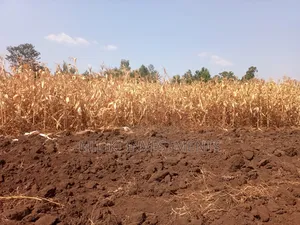 Half an Acre on Sale at Kirinyaga -Kandongu