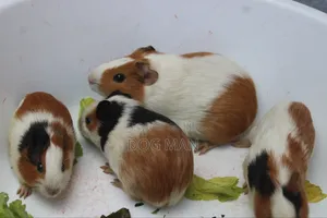 Guinea Pigs
