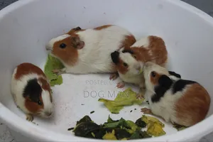 Guinea Pigs