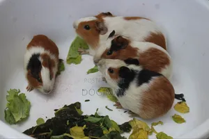 Guinea Pigs