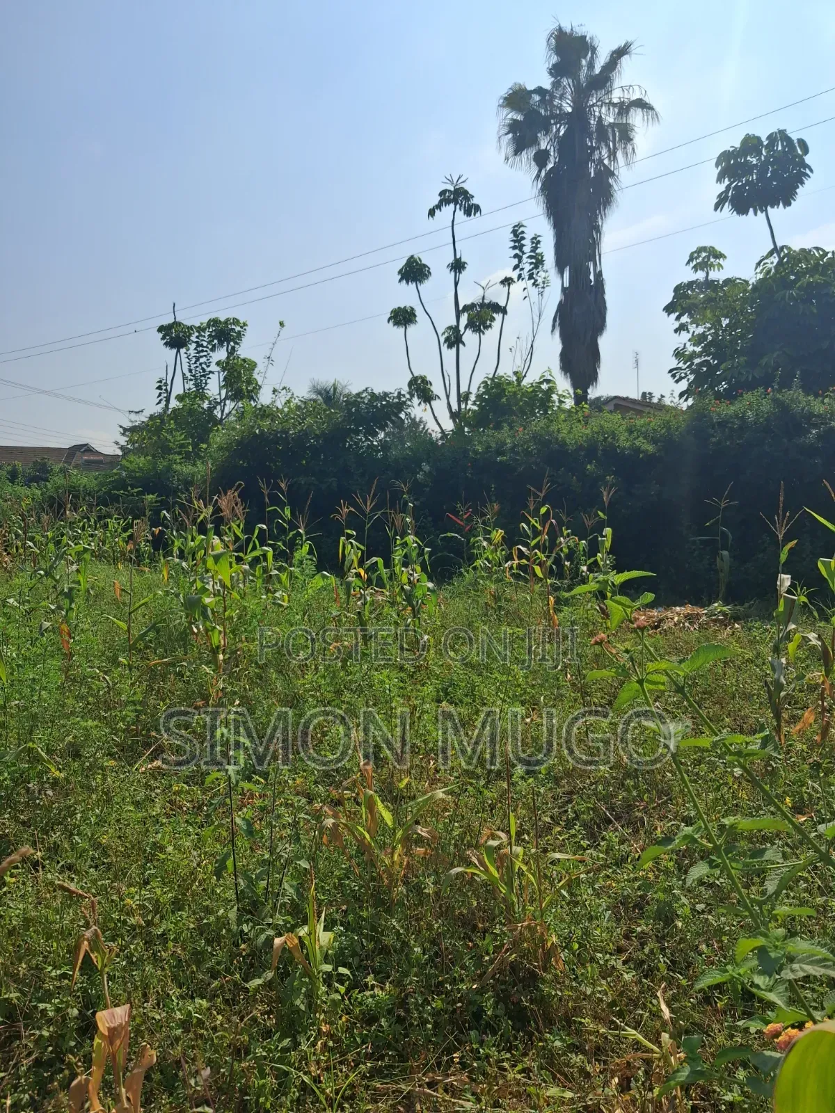 Thome 1 Estate Prime Well Drained Red Soil 1/2 Ac on Mugumoini Ave.