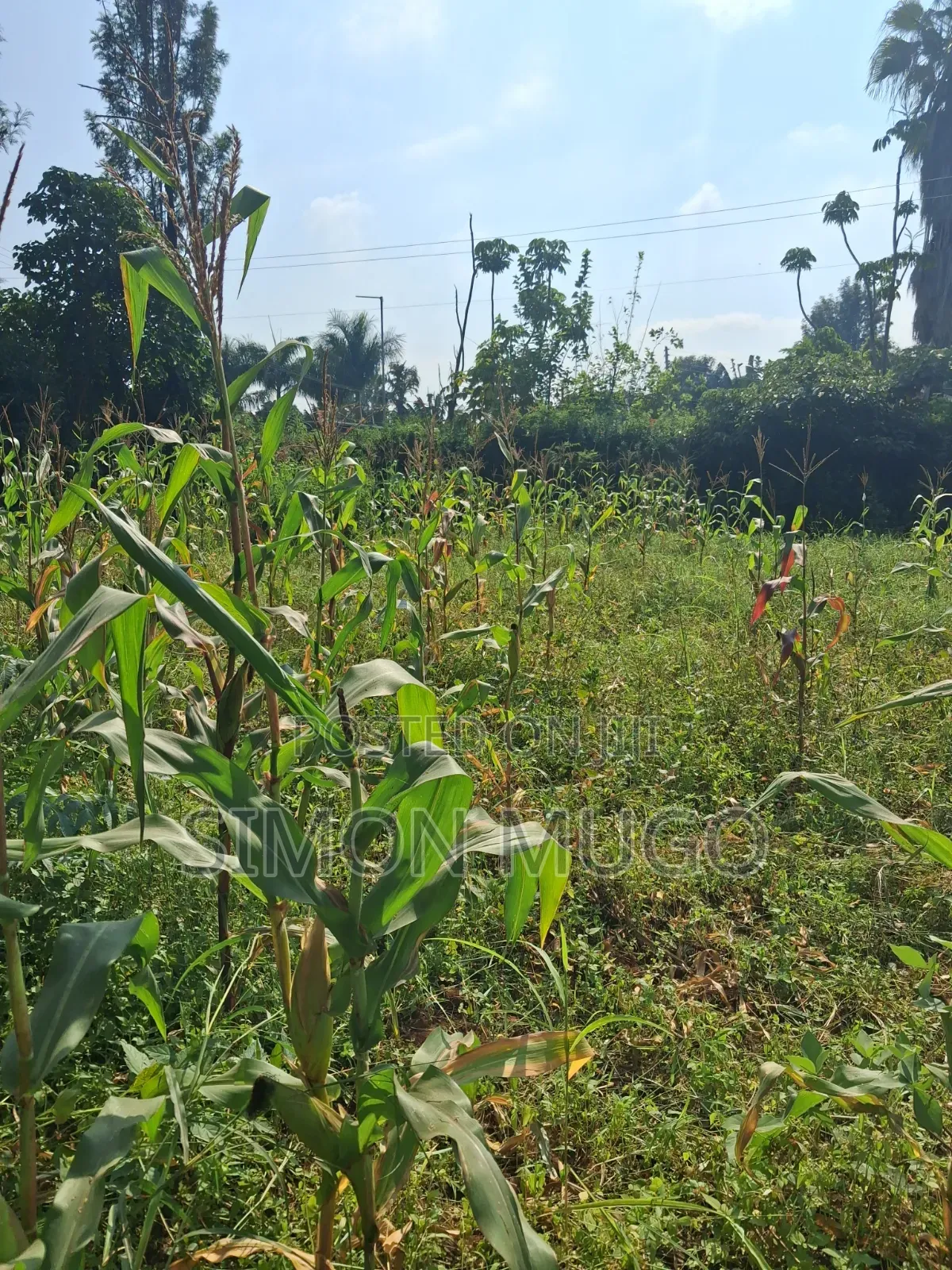 Thome 1 Estate Prime Well Drained Red Soil 1/2 Ac on Mugumoini Ave.