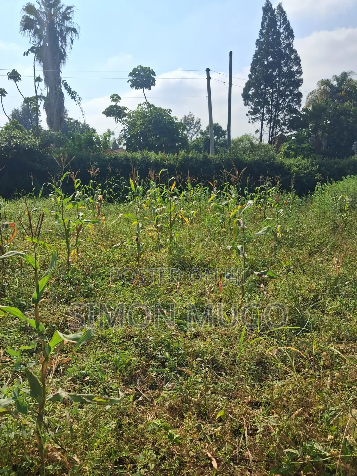 Thome 1 Estate Prime Well Drained Red Soil 1/2 Ac on Mugumoini Ave.