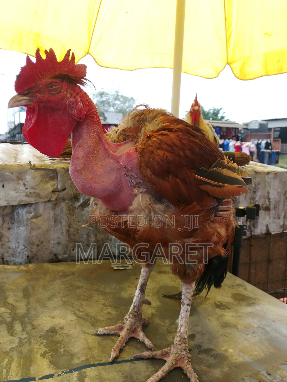 Maggie Chicken Supplies