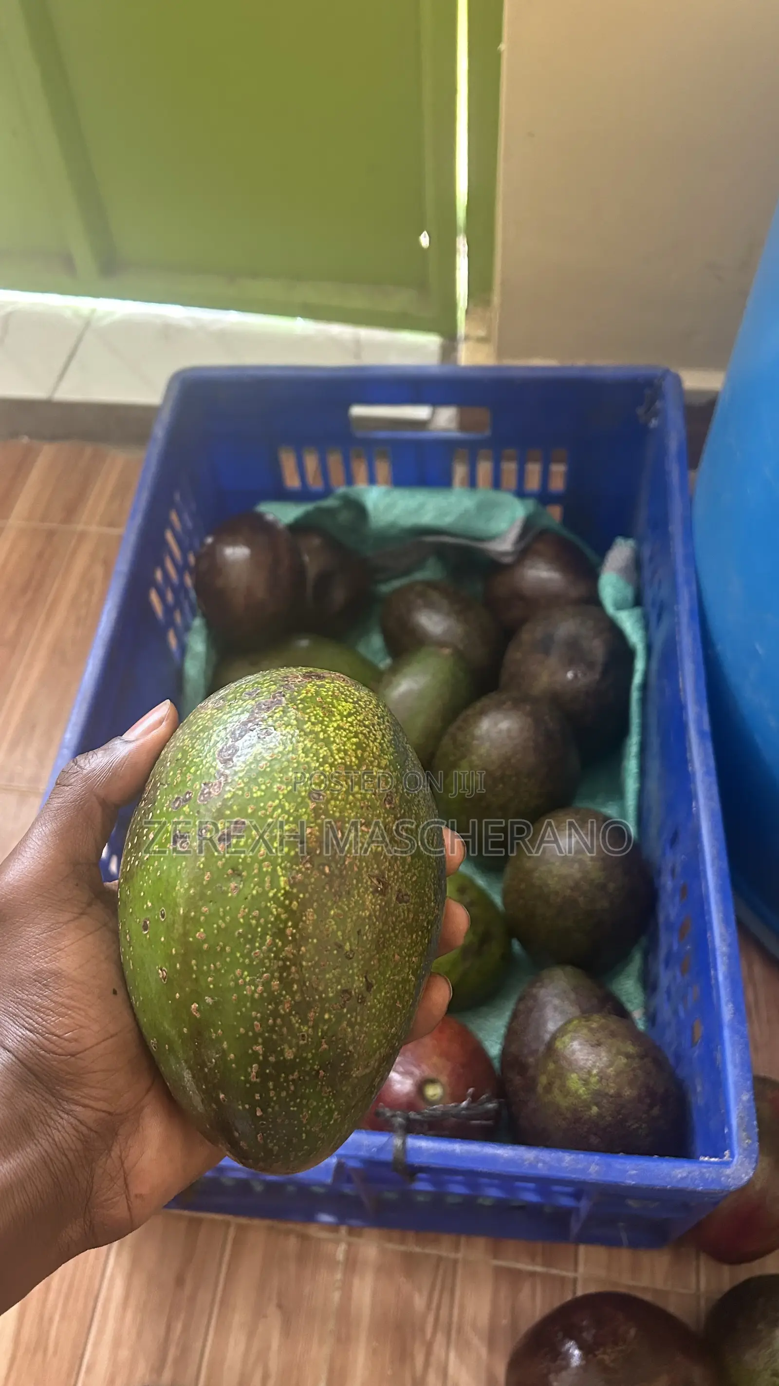 Avocados Both Ripe and Green