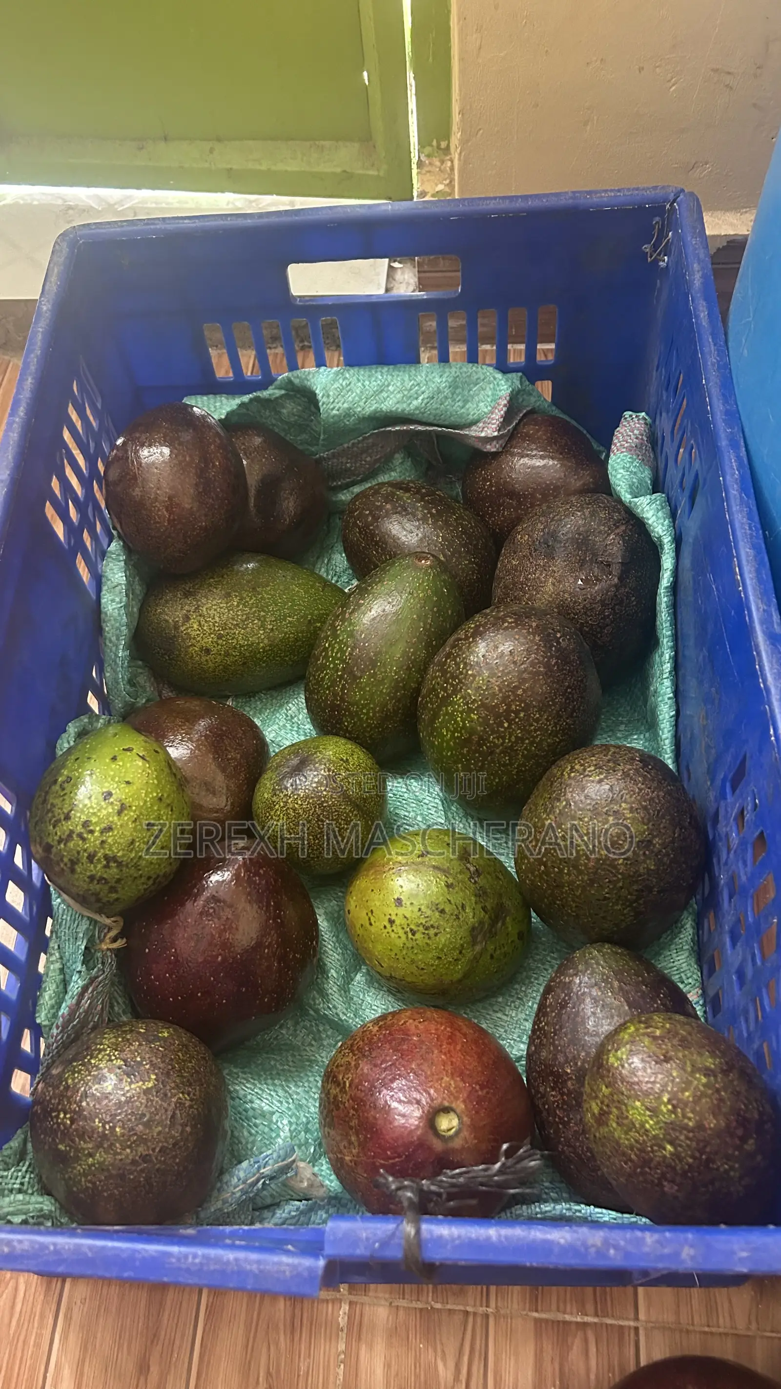 Avocados Both Ripe and Green