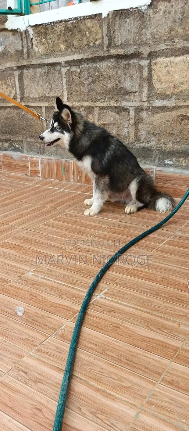 6-12 months Male Purebred Siberian Husky
