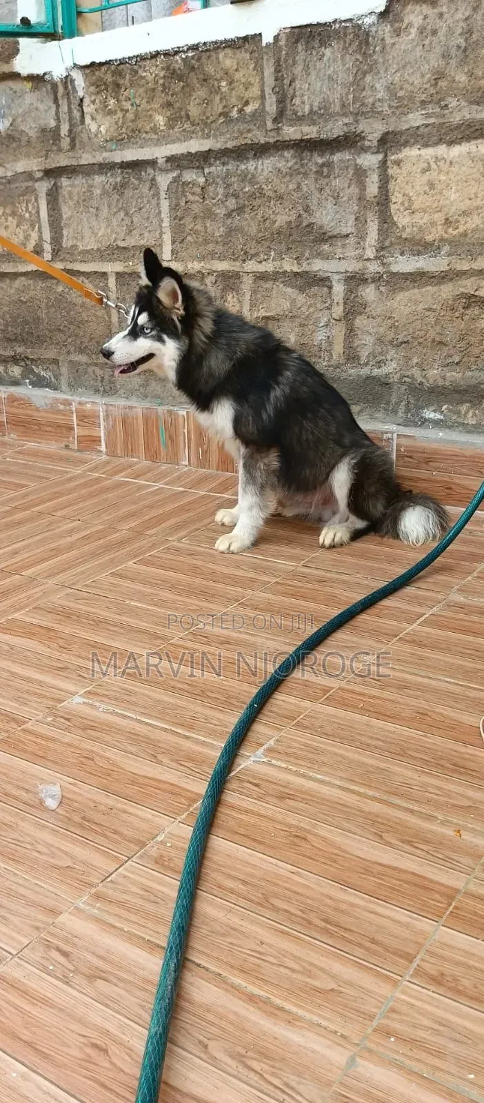 6-12 months Male Purebred Siberian Husky