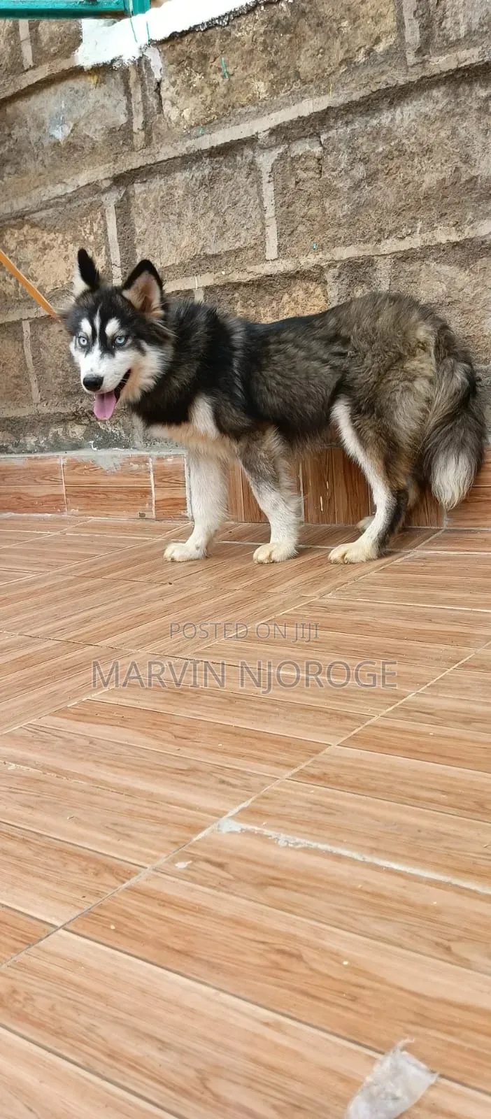 6-12 months Male Purebred Siberian Husky