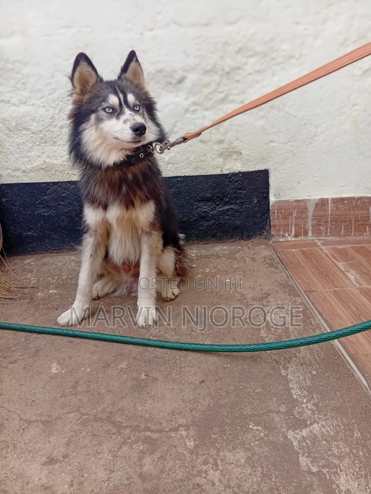 6-12 months Male Purebred Siberian Husky