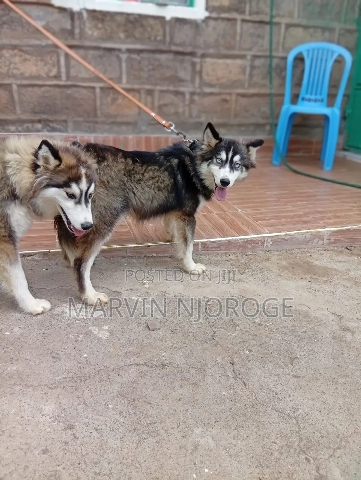6-12 months Male Purebred Siberian Husky