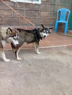 6-12 months Male Purebred Siberian Husky