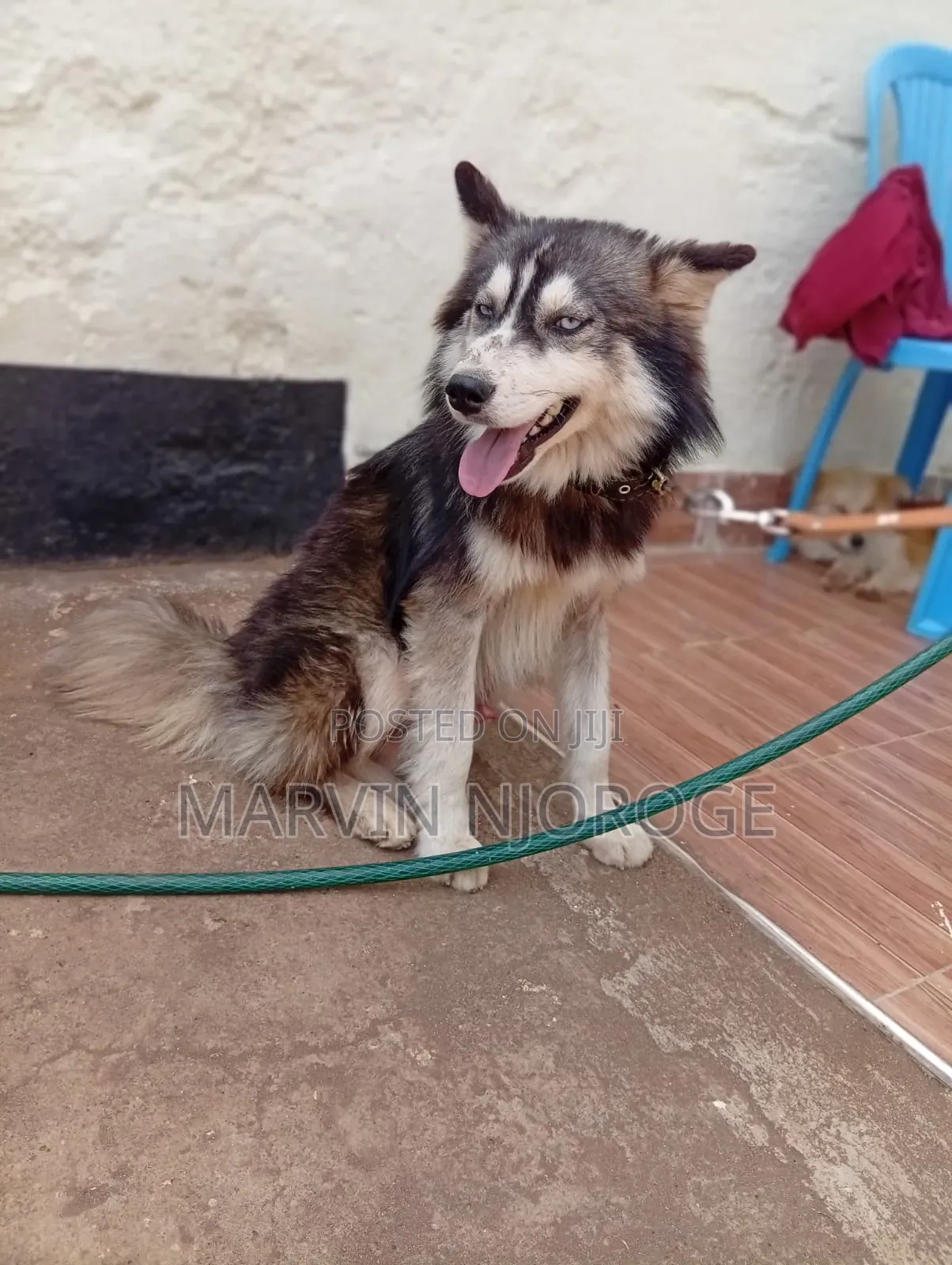 6-12 months Male Purebred Siberian Husky