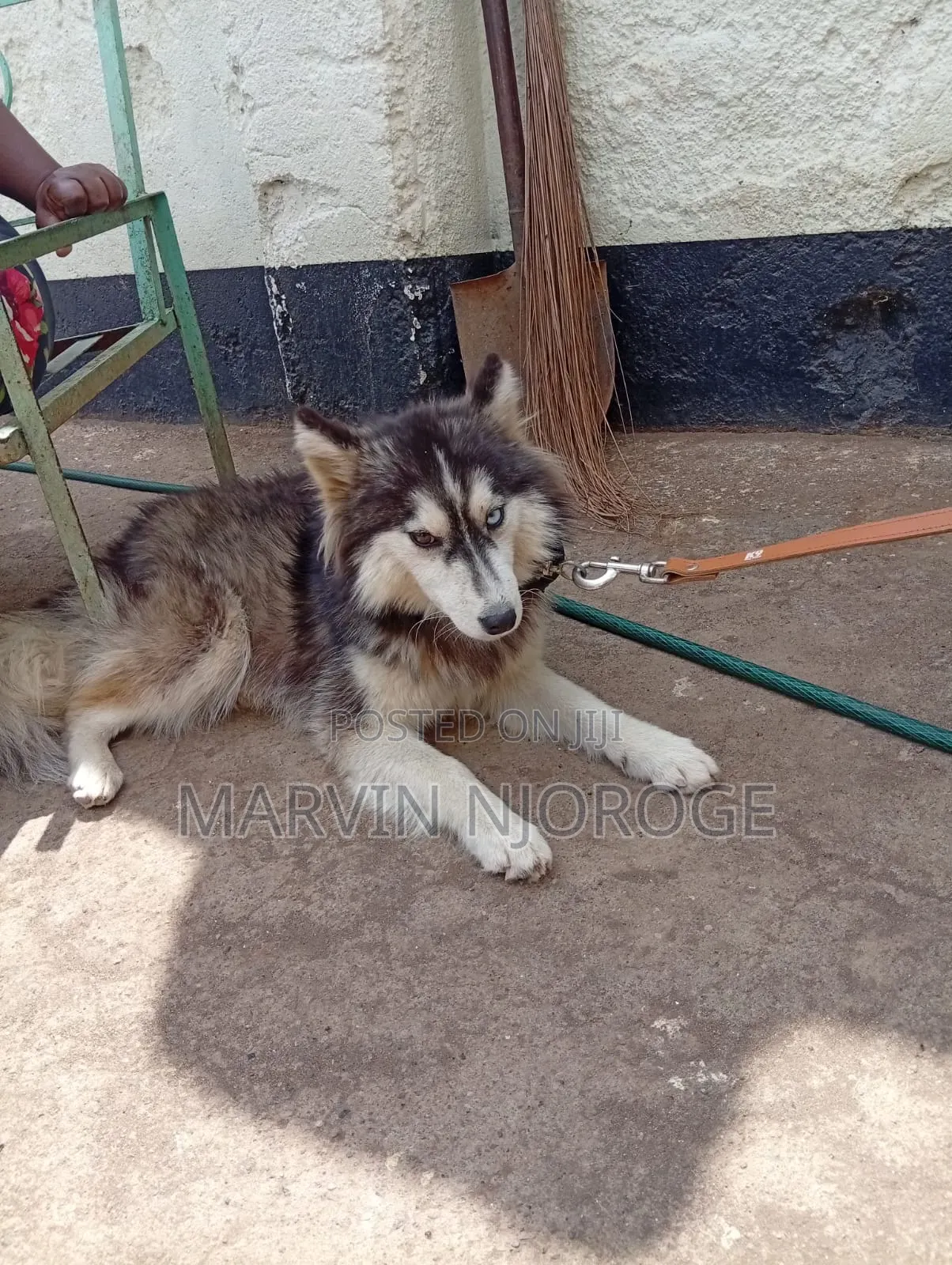 6-12 months Male Purebred Siberian Husky