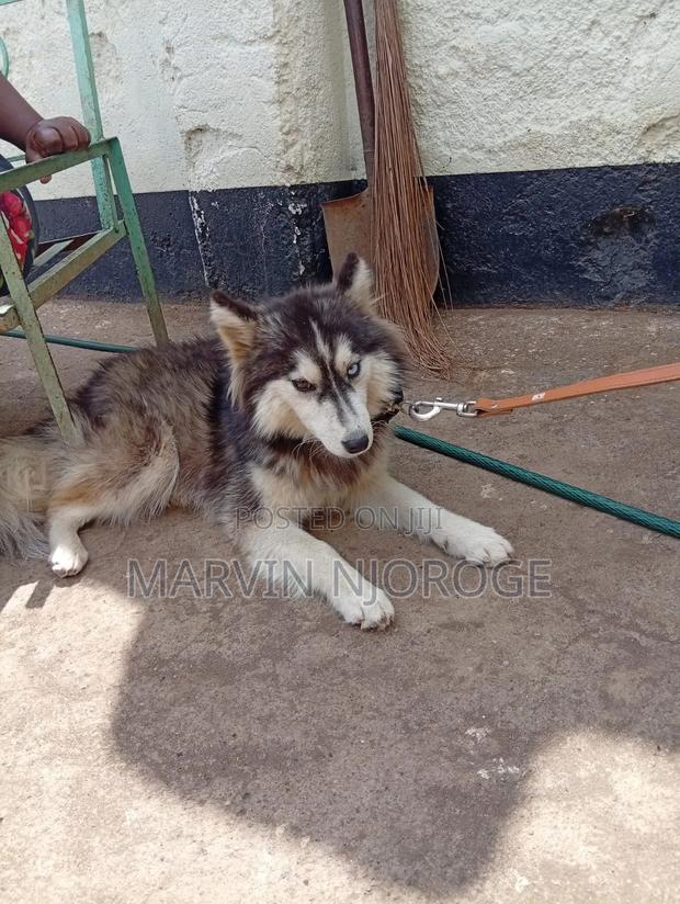 6-12 months Male Purebred Siberian Husky - thumbnail 6