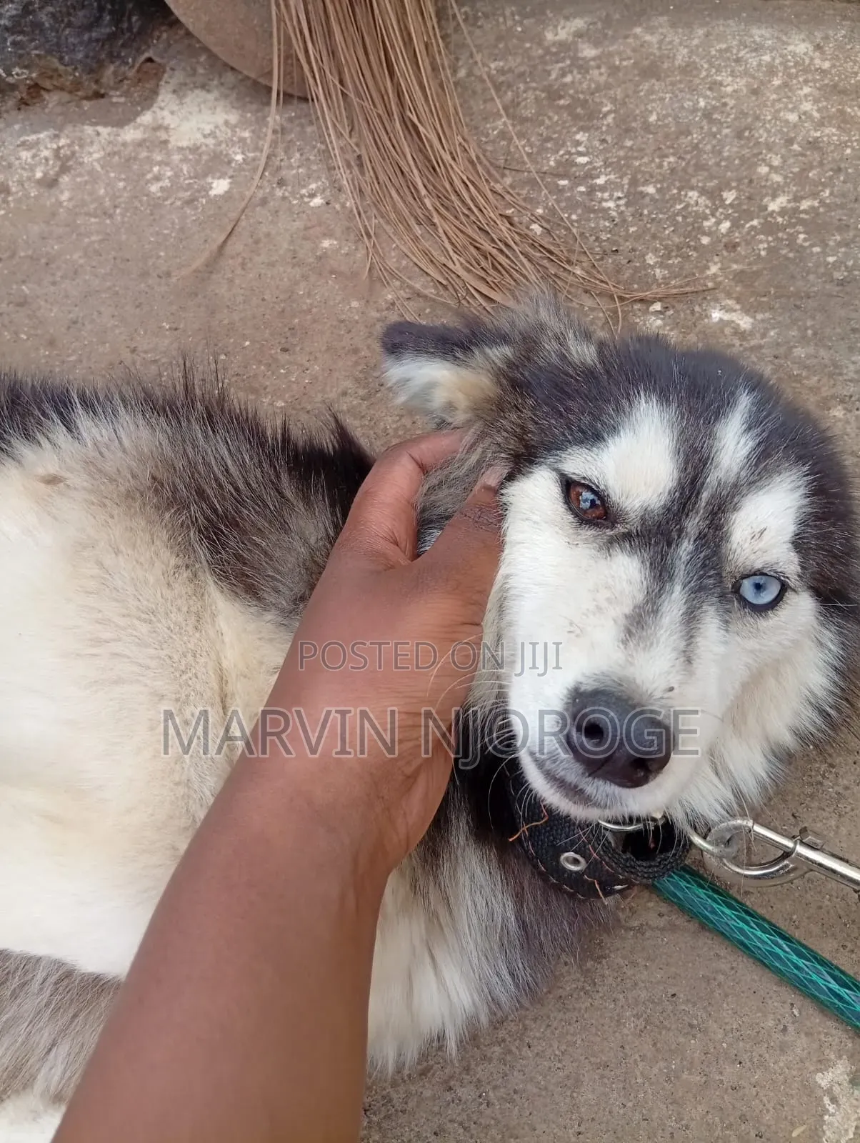 6-12 months Male Purebred Siberian Husky
