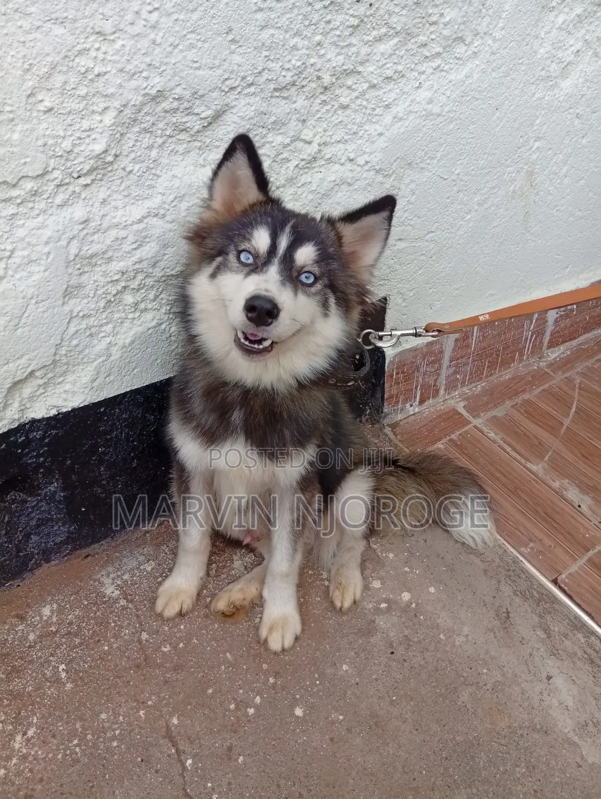 6-12 months Male Purebred Siberian Husky