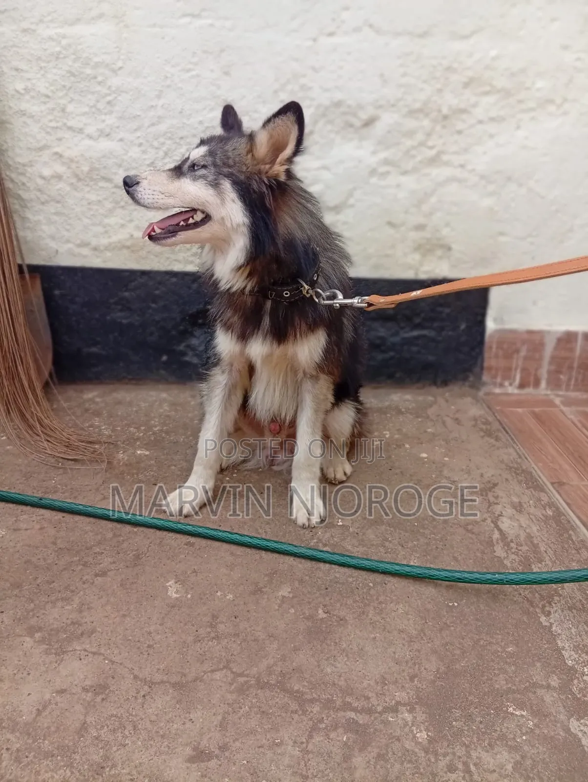 6-12 months Male Purebred Siberian Husky