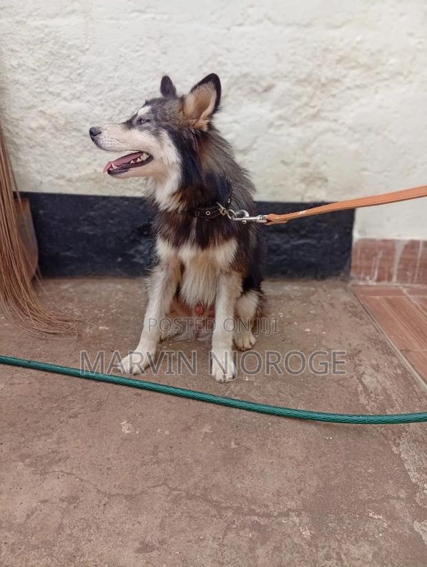 6-12 months Male Purebred Siberian Husky - thumbnail 9