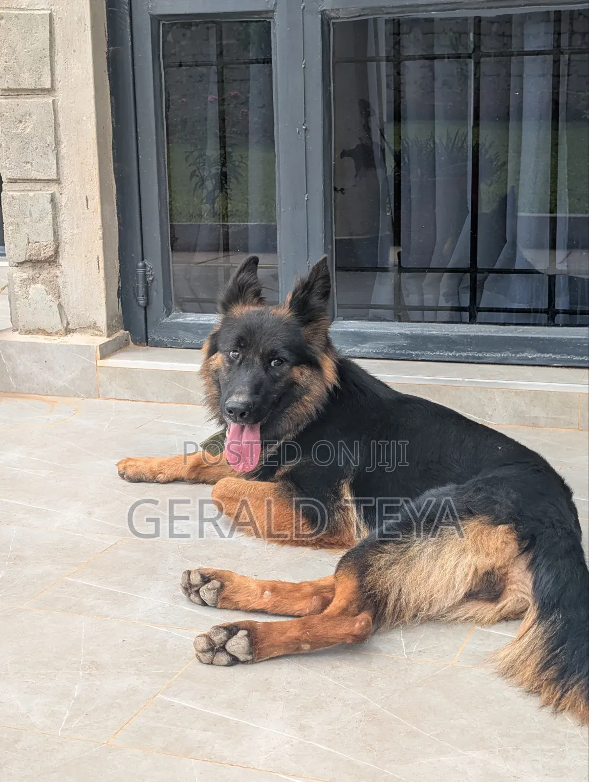 1+ year Female Purebred German Shepherd