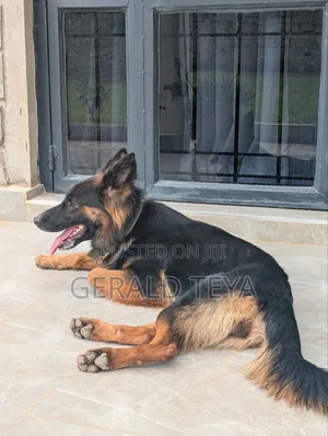 1+ year Female Purebred German Shepherd