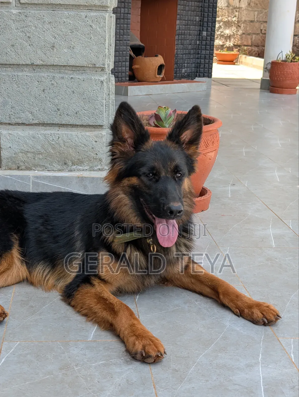 1+ year Female Purebred German Shepherd