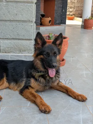 1+ year Female Purebred German Shepherd