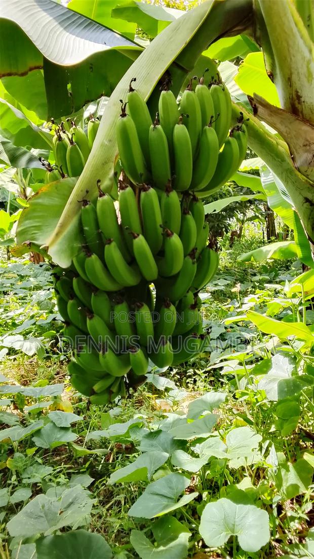 Banana Farming - main view