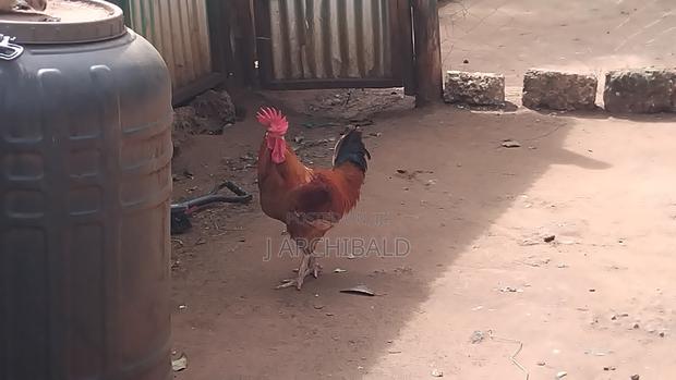 Improved Kenyeji Rainbow Rooster Jogoo Males