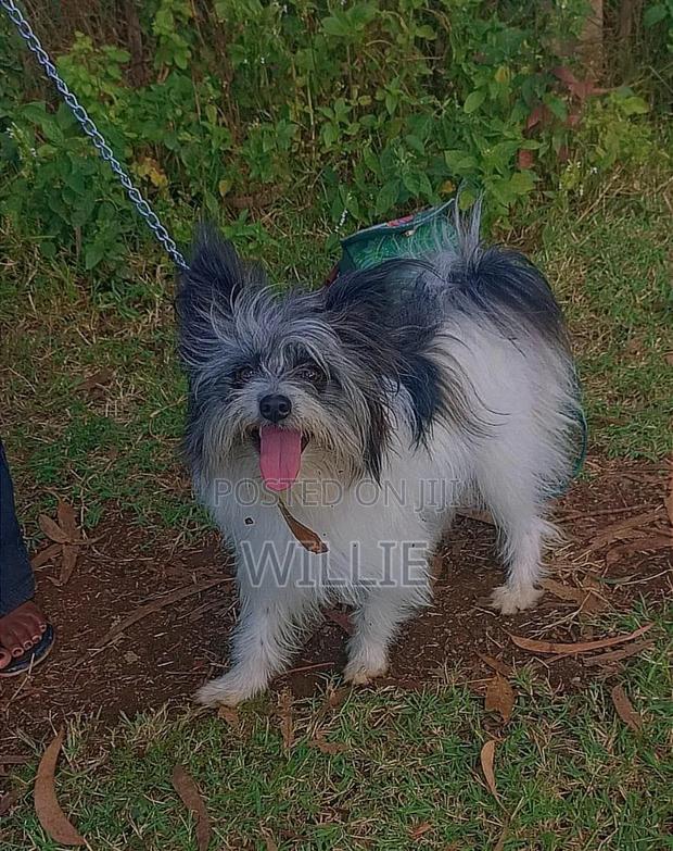 6-12 months Female Purebred Havanese
