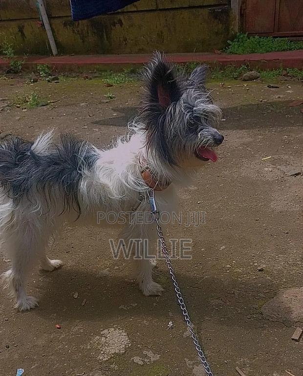6-12 months Female Purebred Havanese - thumbnail 2