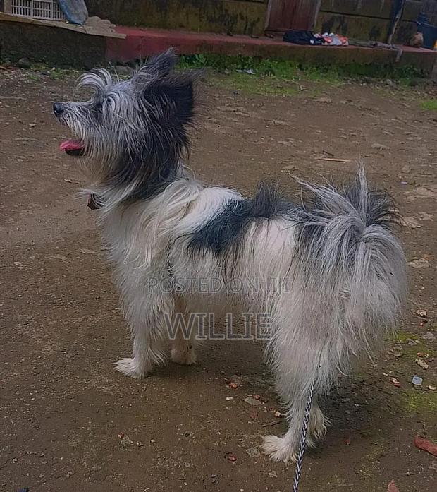 6-12 months Female Purebred Havanese - thumbnail 3