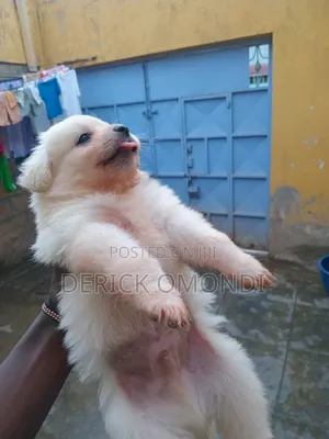 3-6 months Male Mixed Breed Japanese Spitz