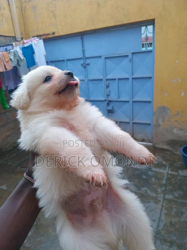 3-6 months Male Mixed Breed Japanese Spitz