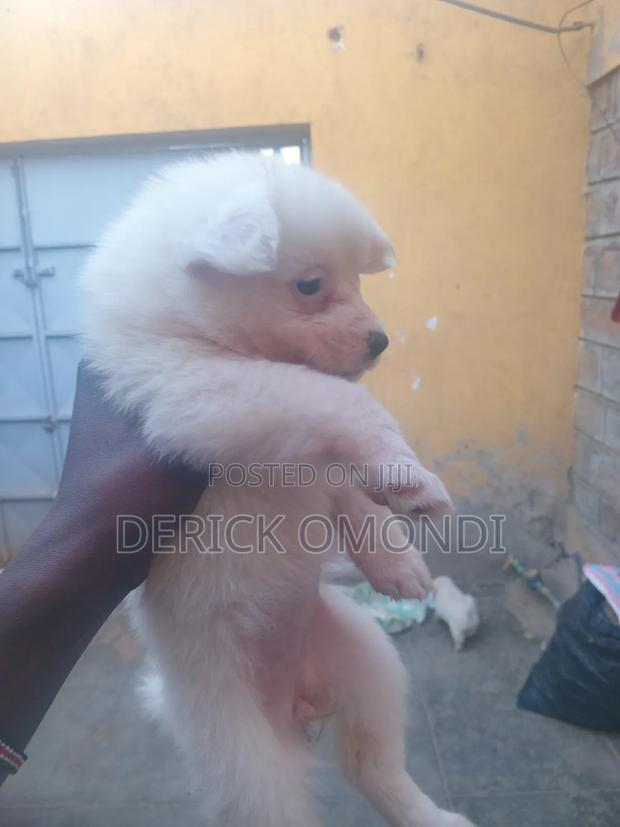 3-6 months Male Mixed Breed Japanese Spitz - thumbnail 2