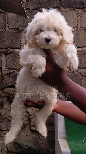 1-3 months Female Purebred Maltipoo