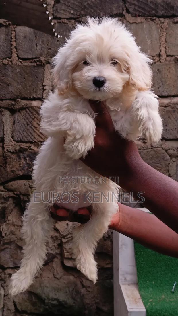 1-3 months Female Purebred Maltipoo