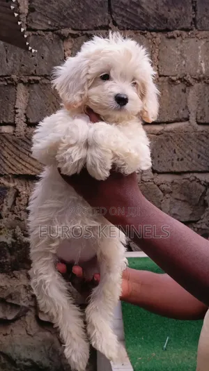 1-3 months Female Purebred Maltipoo
