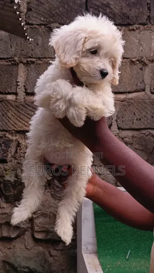 1-3 months Female Purebred Maltipoo