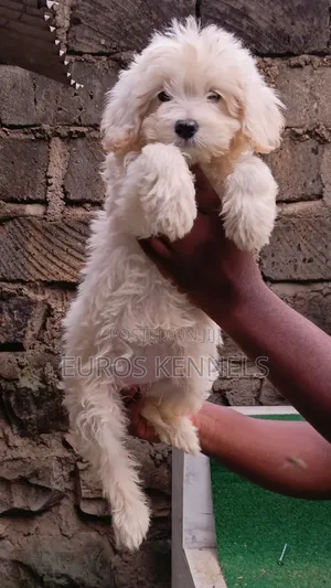 1-3 months Female Purebred Maltipoo