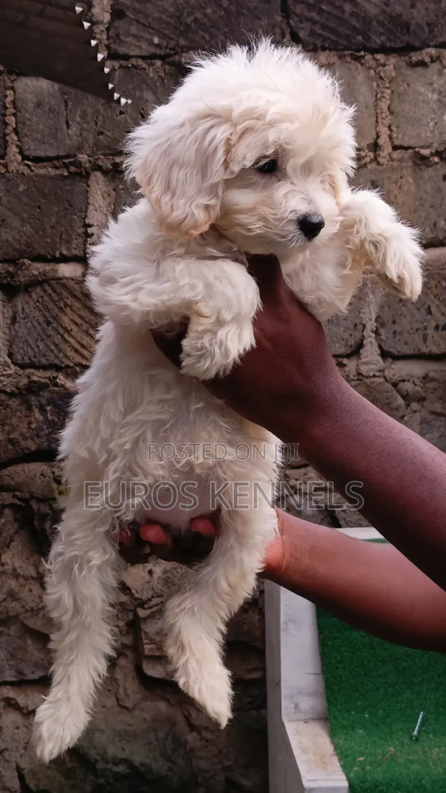 1-3 months Female Purebred Maltipoo