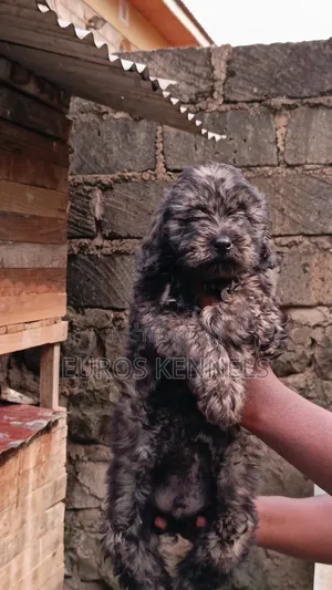 1-3 months Male Purebred Maltipoo