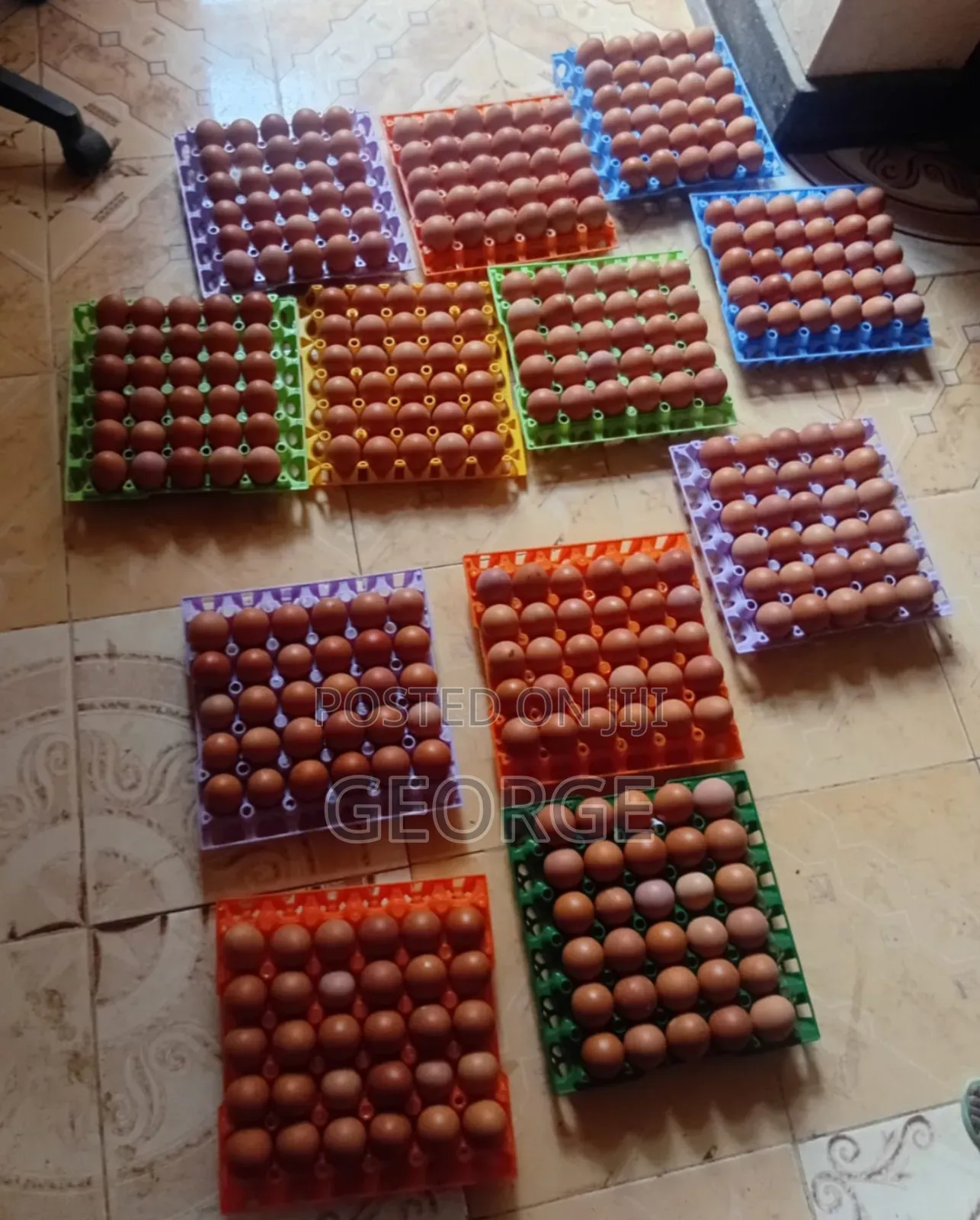 Chicken Eggs