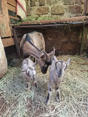 Dairy Goats and Kienyeji Poultry for Sale
