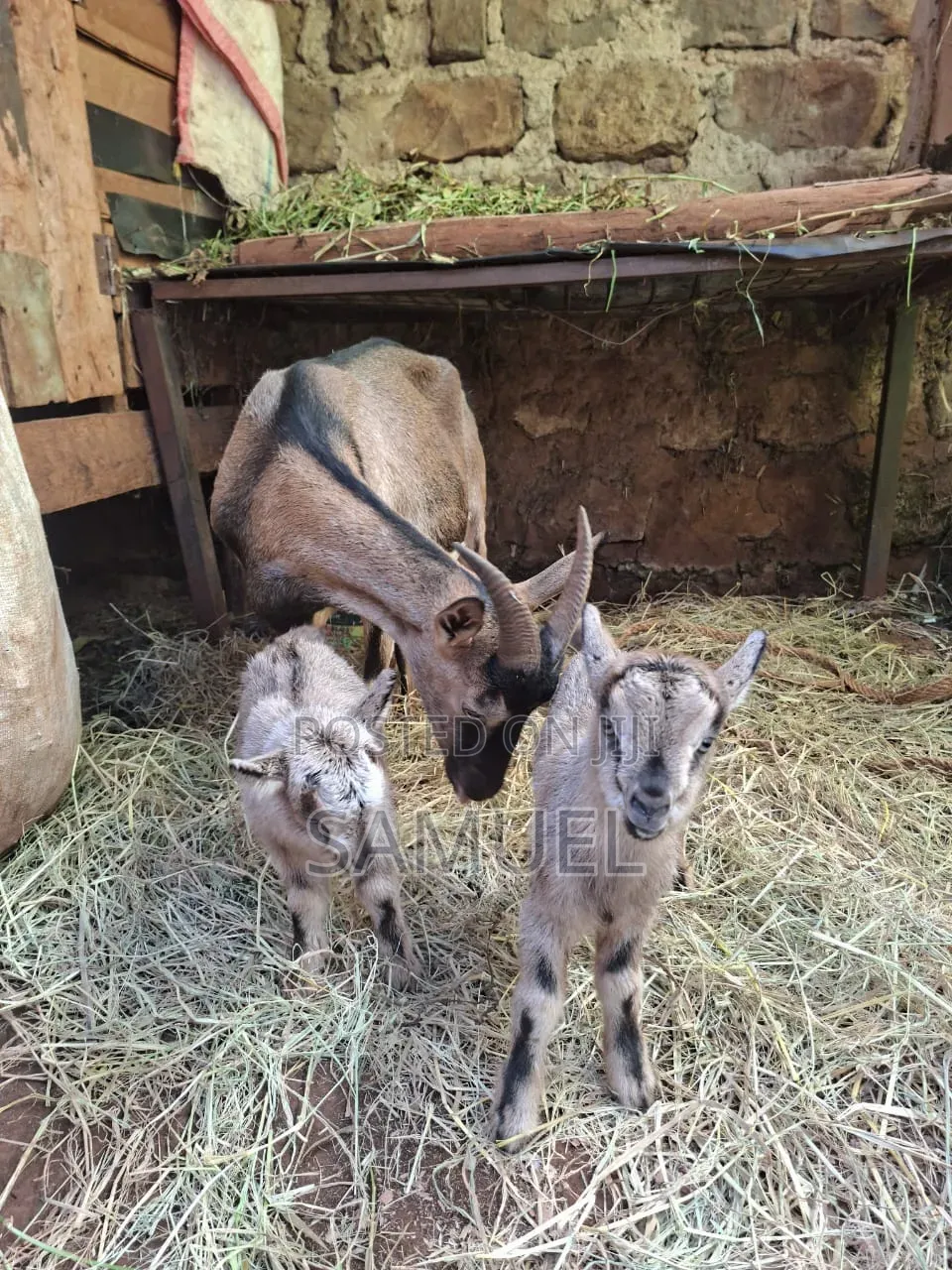 Dairy Goats and Kienyeji Poultry for Sale